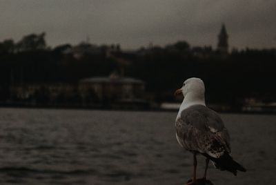 Seagull perching on a sea