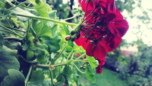 Close-up of red flowers