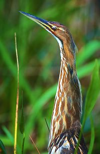 Close-up of bird perching on plant