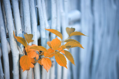 Close-up of snow on plant during winter