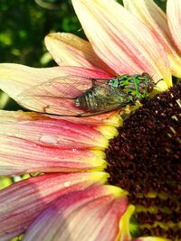 Close-up of insect on flower