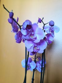 Close-up of purple flowers