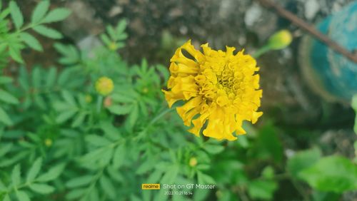 flowering plant