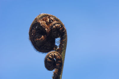 Low angle view of a turtle against blue sky