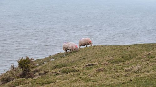 Sheep on a a field by the sea
