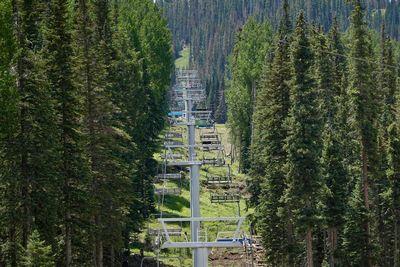 A chairlift cuts through the ponderosa pine trees at a ski resort during summer