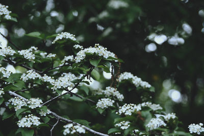 Close-up of white flowering plant