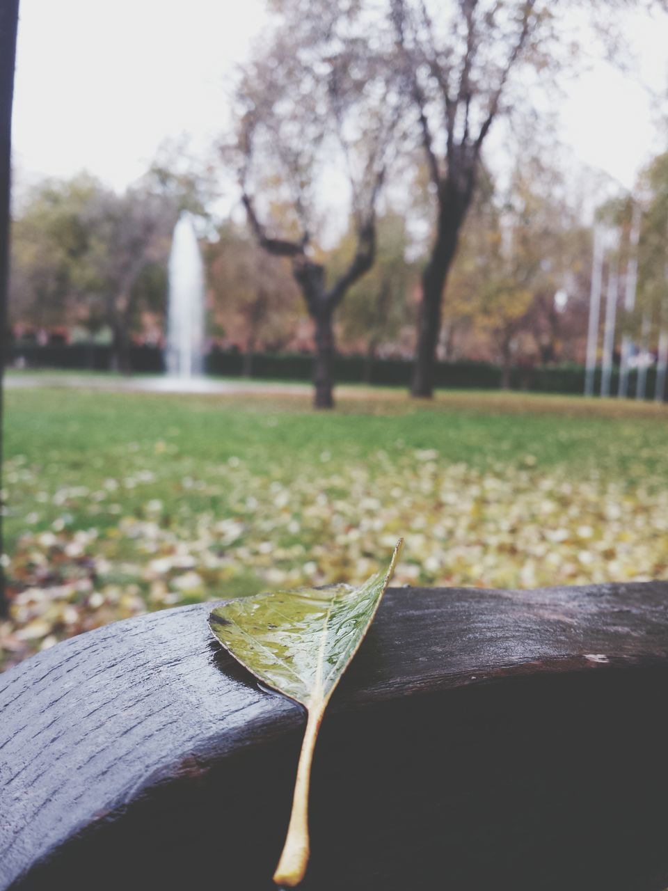 focus on foreground, close-up, tree, park - man made space, growth, nature, selective focus, flower, green color, freshness, fragility, grass, day, beauty in nature, leaf, outdoors, sunlight, plant, no people, tranquility