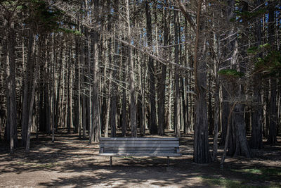 Trees growing in forest