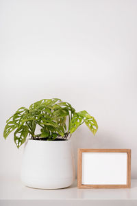 Close-up of potted plant on table against white background