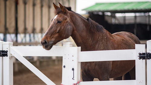 Close-up of horse in pen