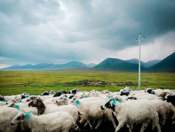 Panoramic view of sheep on landscape against sky