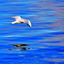 Bird flying over blue lake on sunny day