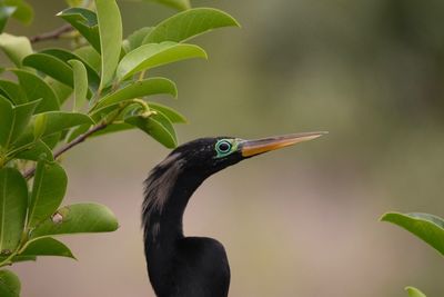 Close-up of a bird