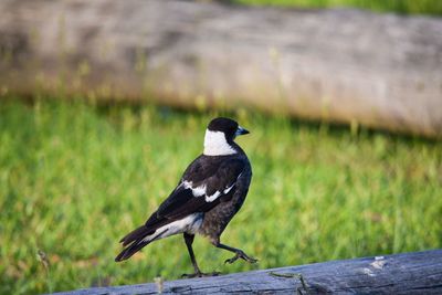 Close-up of bird perching on railing