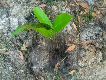 High angle view of dry leaves on field