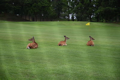 View of deer on grass
