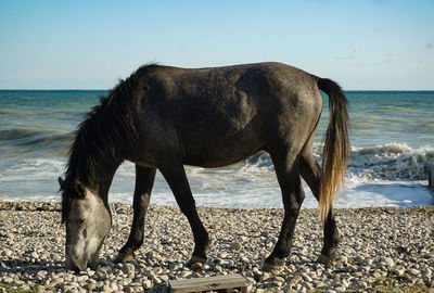 animal