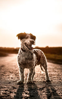 Dog standing on land against sky during sunset