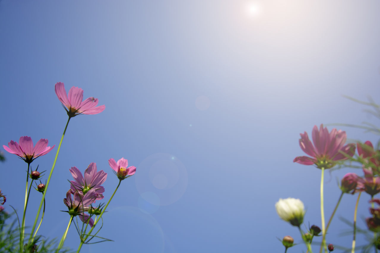 flower, plant, flowering plant, beauty in nature, sky, nature, freshness, pink, blossom, blue, garden cosmos, petal, fragility, no people, growth, sunlight, springtime, clear sky, sun, flower head, outdoors, inflorescence, close-up, macro photography, sunny, cosmos, lens flare, tranquility, sunbeam, meadow, summer, leaf, plant part, tree, environment, multi colored, copy space, back lit, bud, day, botany, branch, grass