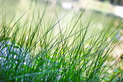 Close-up of crops growing on field against sky