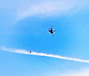 Low angle view of bird flying against blue sky