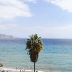 Scenic view of palm trees on beach against sky