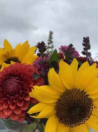 Close-up of yellow flowering plant against sky