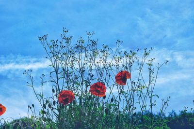 Close-up of poppy flowers blooming on field against sky