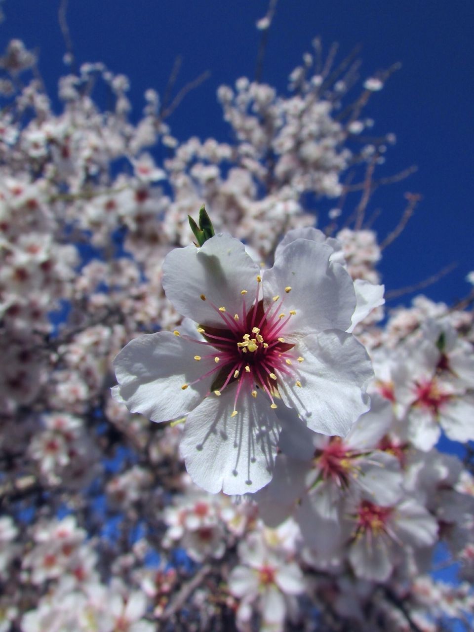 flower, fragility, freshness, petal, flower head, beauty in nature, growth, blooming, close-up, nature, pollen, in bloom, focus on foreground, blossom, stamen, white color, cherry blossom, springtime, selective focus, botany