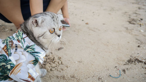 Midsection of woman with cat on sand