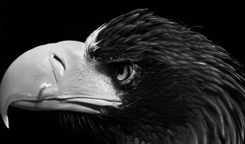 Close-up of a bird over black background