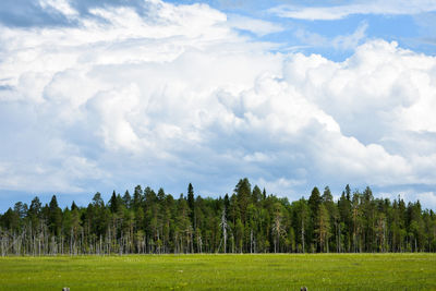 Scenic view of field against sky