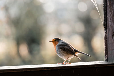 Close-up of bird perching on wood