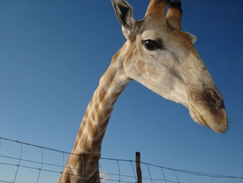 Low angle view of birds against clear blue sky