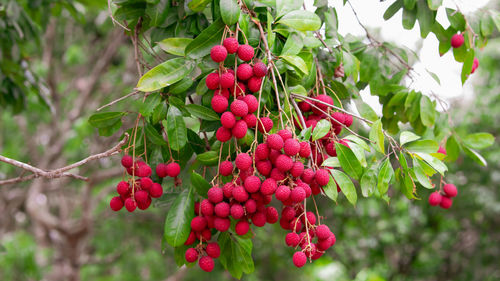 Close-up of red berries growing on tree