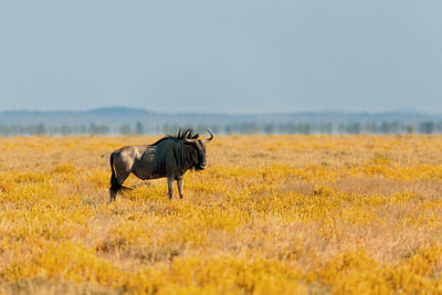 Horse in a field