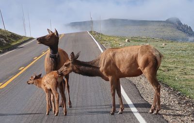 Elk family on the road in rocky mountain national park 