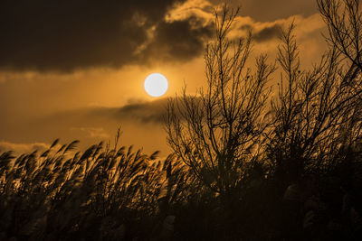 Silhouette plants against sky during sunset