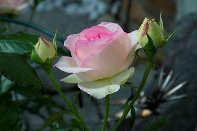 Close-up of pink rose