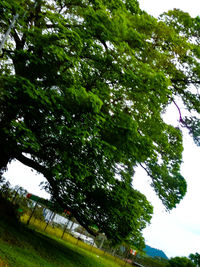 Low angle view of trees against sky