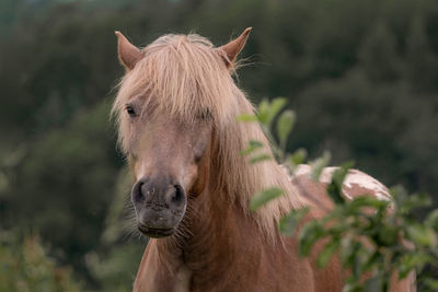 Portrait of horse