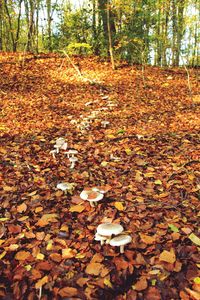 Fallen leaves on tree in forest