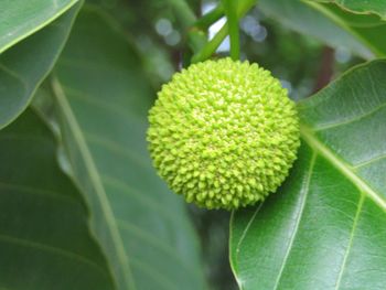 Close-up of green plant against blurred background