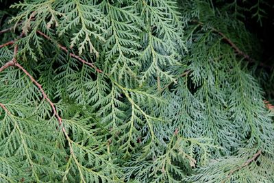 Close-up of pine tree
