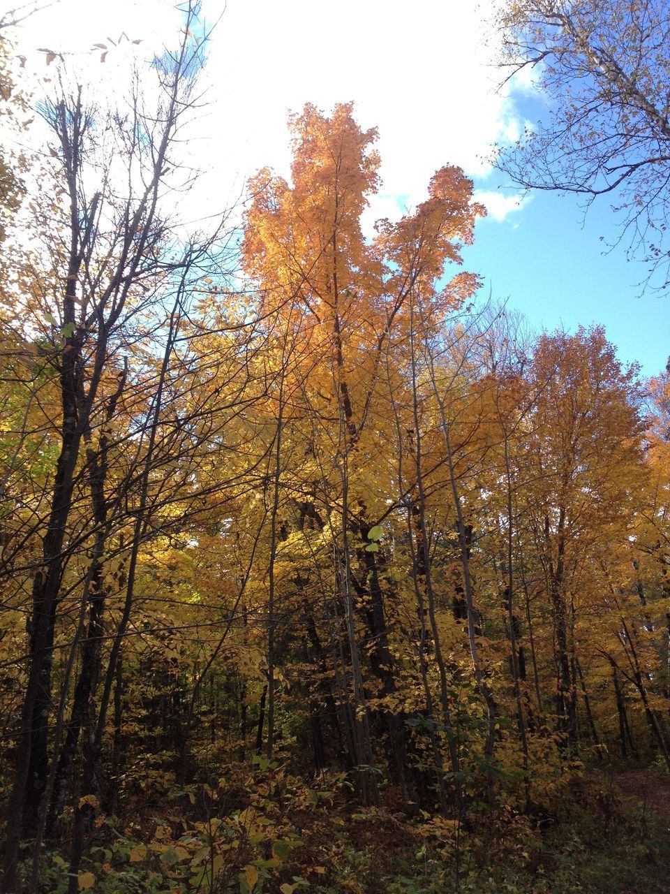 LOW ANGLE VIEW OF TREES DURING AUTUMN