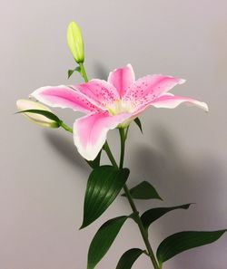 Close-up of pink flowers