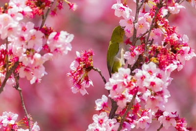 Close-up of pink cherry blossom