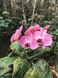 Close-up of pink flowering plant