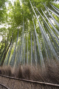 Low angle view of bamboo trees in forest